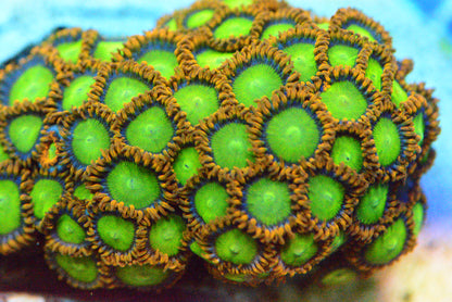 Zoa - AC's OJs