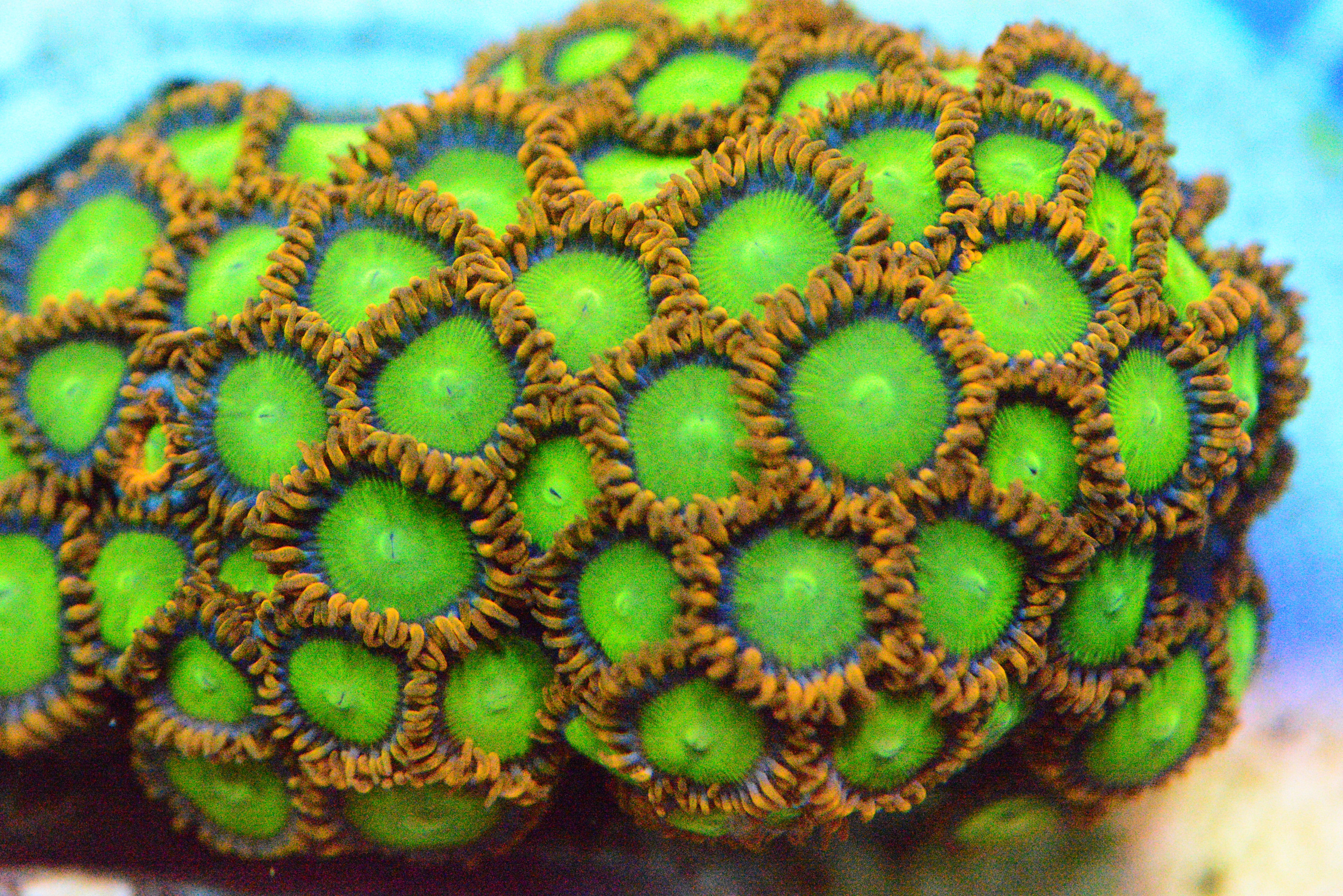 Zoa - AC's OJs