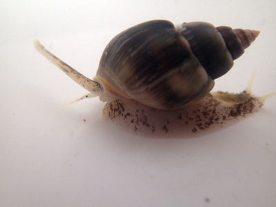 Nassarius Tongan Snail