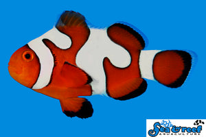 Davinci Clownfish