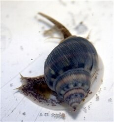 Nassarius Tongan Snail